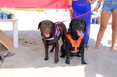 A Marina di Ginosa ecco i cani-bagnino: in spiaggia per le operazioni di salvataggio