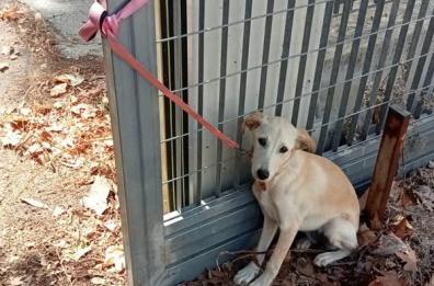 Lecce, cagnolino abbandonato vicino l’isola ecologica dell'ospedale: salvato. Ora si cerca il responsabile