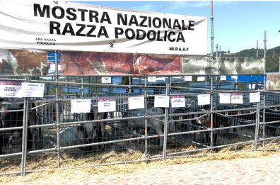 Nemoli, inaugurata la mostra nazionale dei bovini di razza «podolica»