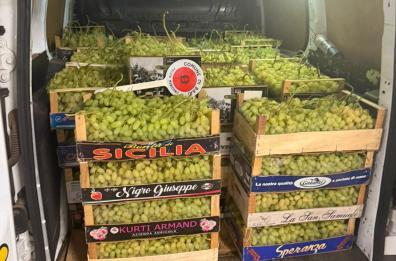 Rubati 14 quintali di uva bianca senza semi nelle campagne di Noicattaro: denunciato 35enne per ricettazione