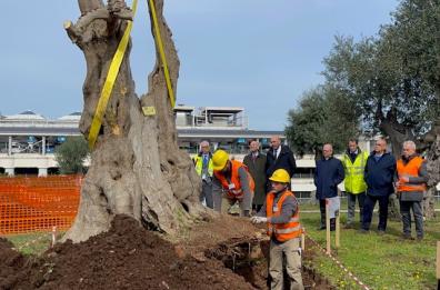 La Xylella arriva a Bari: trovati 8 ulivi infetti in aeroporto. Domani gli abbattimenti