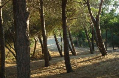 Otranto, nuova ordinanza contro gli incendi: vietato l’accesso con i mezzi nelle aree boschive non asfaltate
