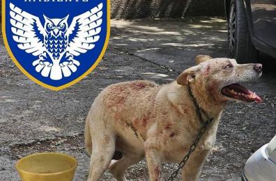 Orrore a Martina Franca, 8 cani maltrattati e legati con le catene: scatta il sequestro