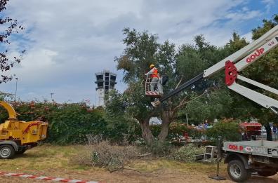 Xylella, eradicati otto ulivi nell’area verde dell’aeroporto di Bari