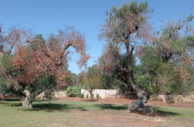 Xylella e zootecnia, se la giustizia rischia di bloccare la scienza