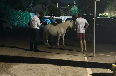 Due cavalli a zonzo nel parcheggio del Circolo Tennis di Bari: mistero sulla provenienza