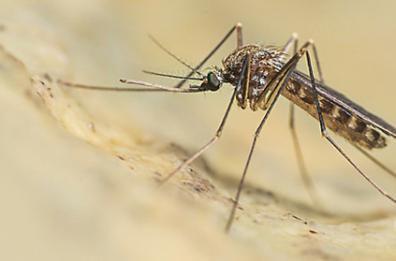 Primo caso di West Nile in Basilicata: colpito un 60enne di Pisticci