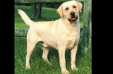 Displasia del gomito, ecco le cure per Fido
