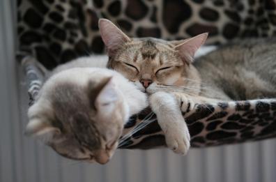 A Taranto scoperta una pensione per animali abusiva: multa da 4mila euro