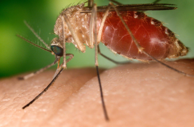 Asl Bat, primo caso di West Nile: una 53enne di Andria ricoverata a Bisceglie