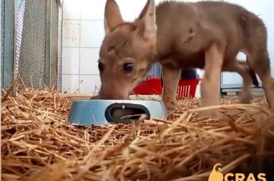 Salento, il piccolo lupo Giò trova una nuova famiglia: salvato nel Leccese, ora ha una sorellina e una mamma adottiva