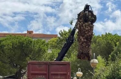 Abbattute 58 palme colpite dal punteruolo rosso a San Severo