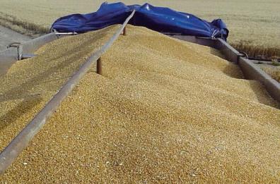 Al ribasso le quotazioni del grano duro foggiano