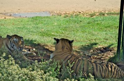 Panico allo Zoo Safari: auto in panne tra le tigri e i leoni, a bordo anche due bimbi piccoli