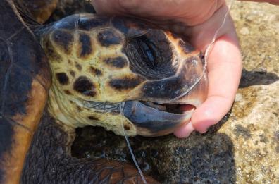 Tartaruga marina trovata con amo e plastica in bocca: inutili i soccorsi a Taviano