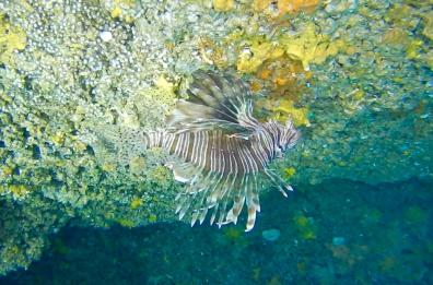 Bello ma velenoso: avvistato un Pesce Scorpione nelle acque di Santa Caterina