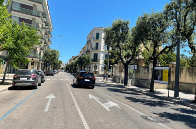 Lecce, «Quei pini vanno tutelati»: diffida al Comune da parte del Coordinamento per alberi e verde urbano