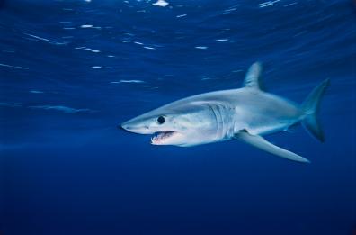 Nel Salento, vanno a pesca di tonni ma abbocca uno squalo VIDEO