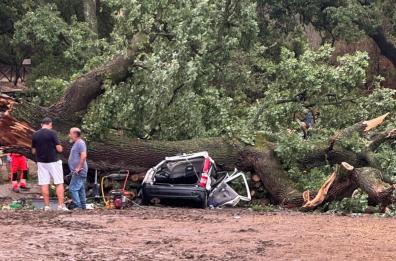 Ferrandina, quercia cade su un'auto per il maltempo: morto un 29enne, tre feriti. Aperta un'inchiesta FOTO