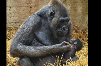 Fasano, allo Zoosafari è nato un cucciolo di gorilla: in Italia non accadeva da cinquant'anni
