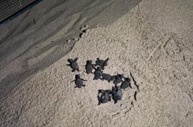 A Porto Cesareo la schiusa di un nuovo nido di Caretta Caretta: nella notte la corsa verso il mare delle tartarughine