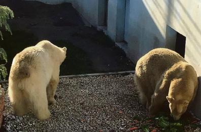 Un pezzo di Africa in Puglia: il fascino intatto dello Zoo Safari