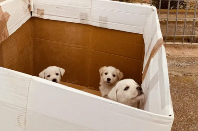 Nove cuccioli abbandonati sul ciglio della strada tra Conversano e Turi