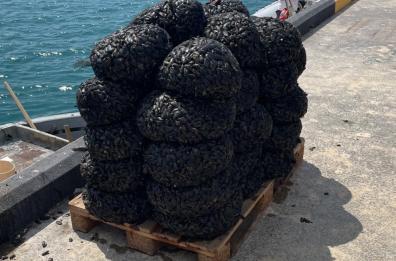 Taranto, scoperti nel Mar Piccolo a pescare nell'allevamento abusivo: sequestrati 680 chili di cozze