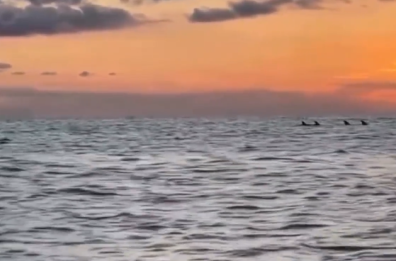 In Salento l'escursione sul Sup è con sorpresa: lo spettacolo dei delfini al tramonto VIDEO
