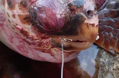 Santa Maria di Leuca, tartaruga morta sul litorale: soffocata da un amo da pesca