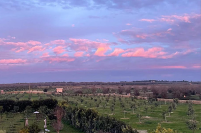 Così gli uliveti diventano «alleati» del clima