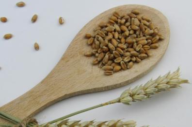 Orzo, alimento retrò ma degno di recuperare un ruolo nutritivo e promotore di salute
