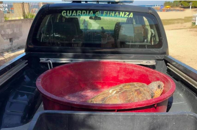 Gallipoli, ritornano in mare a Riva Bella due tartarughe marine recuperate dalla Gdf a Leuca
