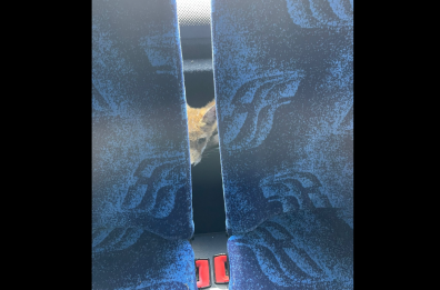 Sorpresa sul bus Bari-Martina Franca: a bordo c'è una piccola volpe