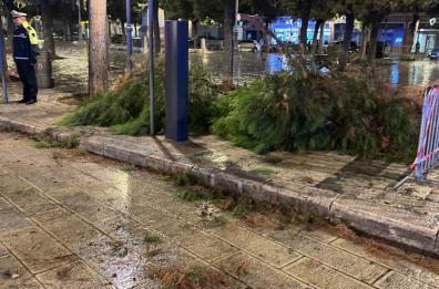 Castellana Grotte, cadono grossi rami in piazza Garibaldi: intervento dei vigili del fuoco