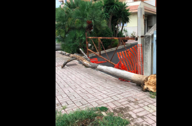 Andria, albero secco caduto per il vento. Il Comune: «È un caso isolato»