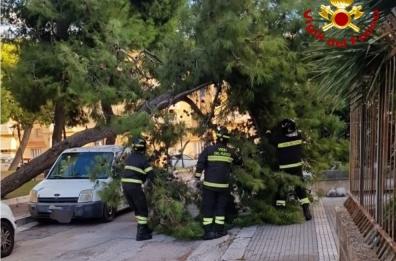 Mesagne, il vento fa cadere un pino che sfonda un furgone parcheggiato: nessun ferito