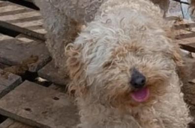 Martina Franca, le aziende di rifiuti fanno chiarezza: «Nessun veleno sulle caditoie»