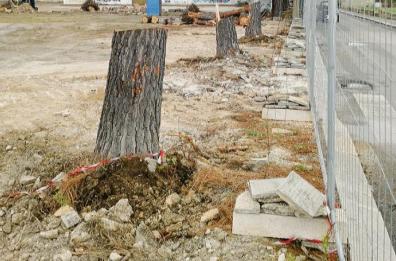 Bari, via i primi alberi per il Brt ed esplode la polemica. Il Comune: «Sacrifici contenuti»