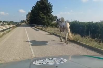 Cavallo cieco a spasso sulla statale a Castellaneta Marina: salvato dai volontari del NITA e dai Carabinieri