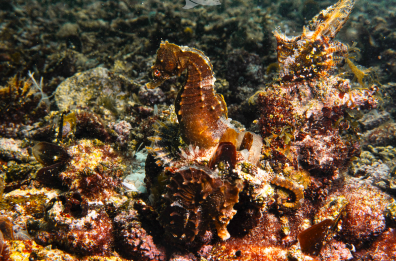 Taranto, «La pesca di frodo uccide i cavallucci»: solo il 30% riesce a sopravvivere nel mar Piccolo