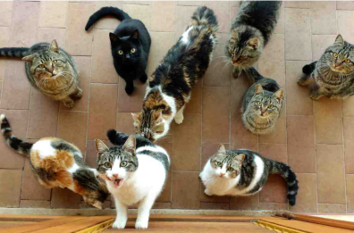 «Già dieci gatti randagi avvelenati»: Palagianello diventa caso nazionale