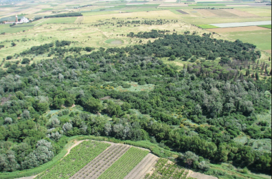 Bosco Incoronata a Foggia, presto 60mila nuovi alberi. E il Comune punta a riqualificare altri 26 ettari