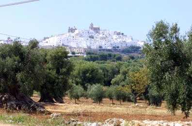 Ostuni e «L’ulivo che rinasce», al via il progetto per recuperare il paesaggio rurale Ostuni e «L’ulivo che rinasce», al via il progetto per recuperare il paesaggio rurale
