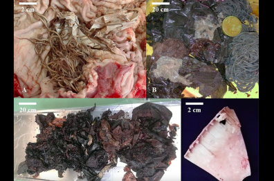 Bicchieri, buste e teli di plastica, mar Adriatico di morte per i capodogli Bicchieri, buste e teli di plastica, mar Adriatico di morte per i capodogli
