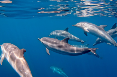 Taranto, ecco il primo rifugio marino per delfini: nasce «S. Paolo Dolphin Refuge»