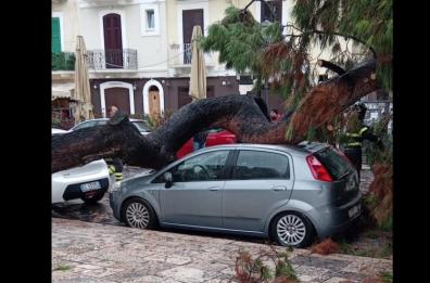 Allagamenti e alberi sradicati: si contano i danni del maltempo a Bari, in Piazza Castello abbattuto un pino FOTO/VIDEO 