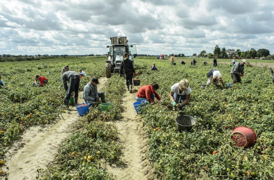 Premio Pomodorino d'oro, consegnato a due produttori foggiani il riconoscimento dalla «Mutti» Premio Pomodorino d'oro, consegnato a due produttori foggiani il riconoscimento dalla «Mutti»
