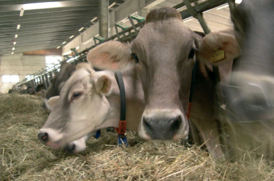 A Bella oggi il meeting degli allevatori lucani di bovini da latte