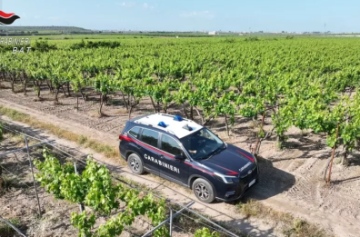 Barletta, rubano 15 quintali di uva in tre giorni: ai domiciliari tre uomini